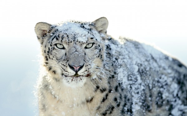 Upgrade Mac Os X 10.5 8 To Snow Leopard Download